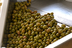 Lavorazione delle olive